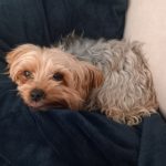 Moment douceur avec Puppy